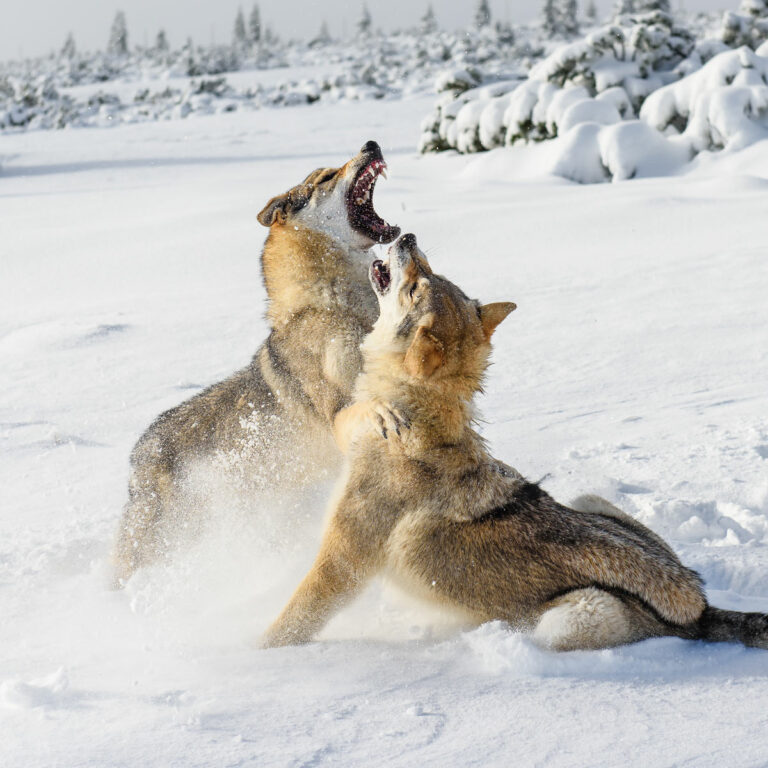 Two wolves in a fight in the arctic snow