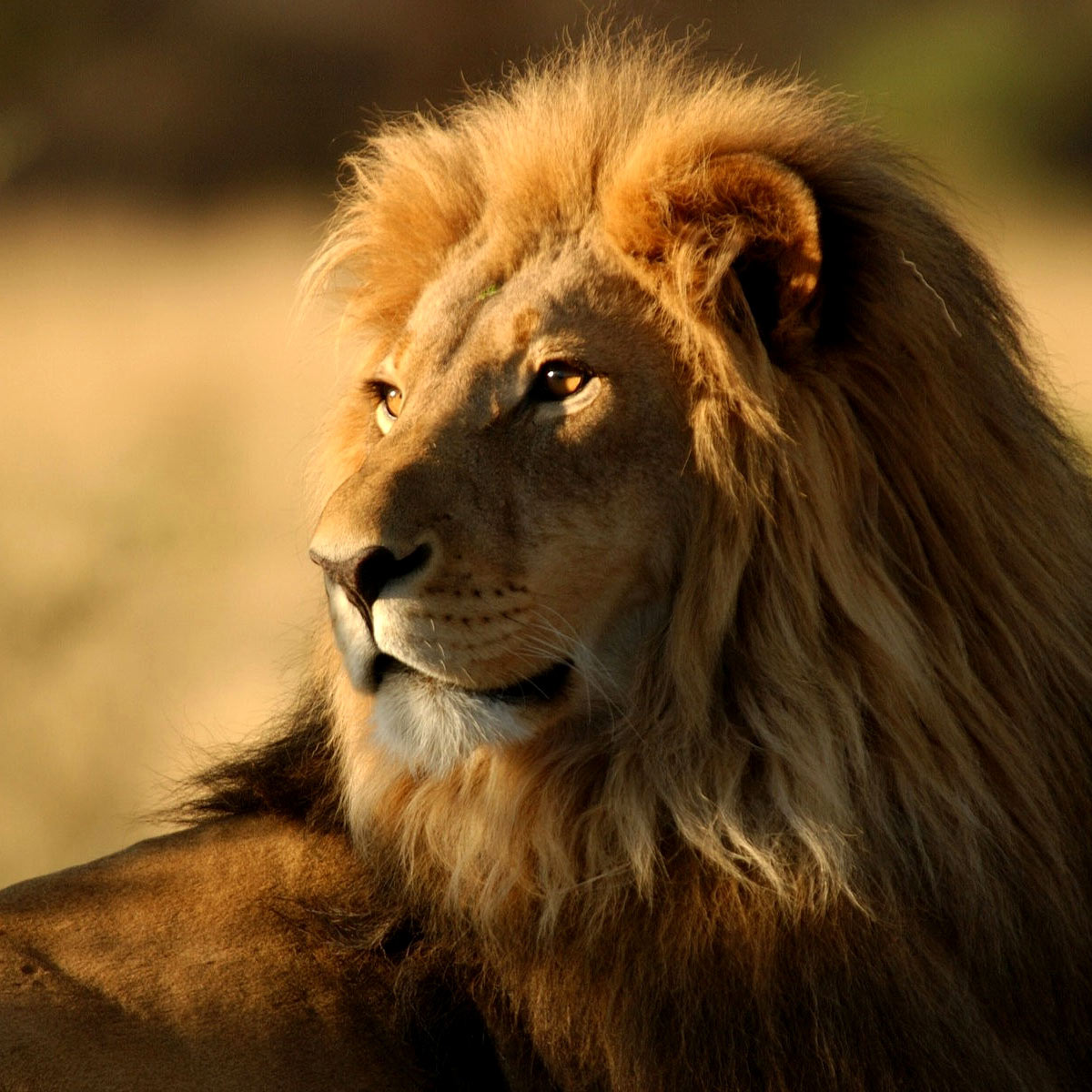 A healthy-looking African lion beautifully lit with the golden morning sun